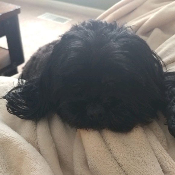 Meet your Posher, Denise - Picture 1 of 1